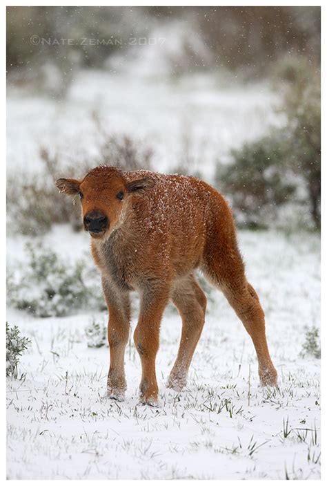 Baby Bison by Nate-Zeman on DeviantArt