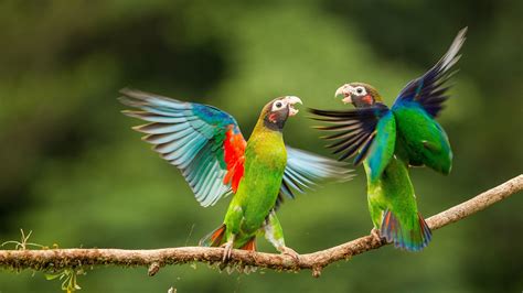 3840x2161 parrots 4k computer backgrounds wallpaper | Beautiful bird ...