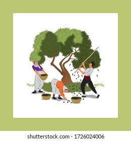 Olive Oil Harvesting Farmers Olive Tree Stock Vector (Royalty Free ...