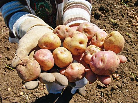 Snacks saludables: chips con papas andinas - AgroLink