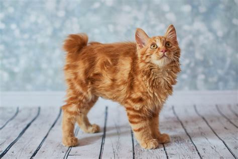 14 Fluffy Cat Breeds You’ll Want to Cuddle Right Now