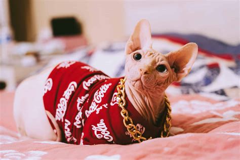 30 Fun Sphynx Cat Facts To Make You Purr - Facts.net