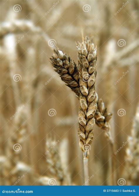 Wheat Spikelet Stock Photos - Image: 3715683