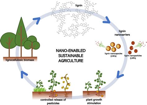 Frontiers | Lignin-based nano-enabled agriculture: A mini-review