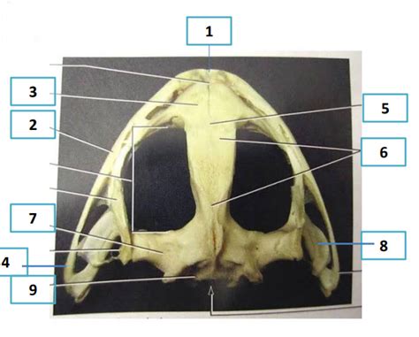 Frog skull Diagram | Quizlet