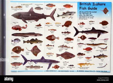 British Inshore fish guide poster on wall of Brixham harbour Stock ...