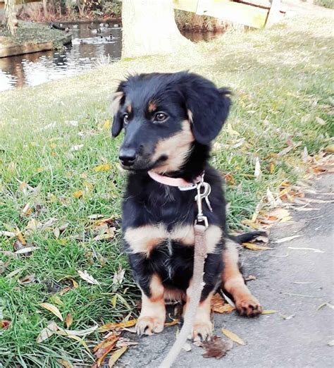 14 Adorable Shetland Sheepdog Mixes: Cuteness Overload!