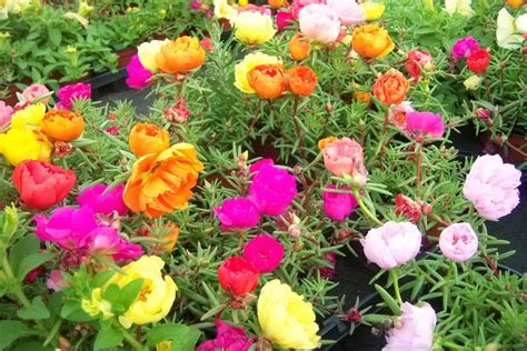 JAPANESE ROSE: PORTULACA GRANDIFLORA