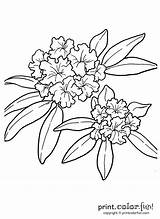 Rhododendron Drawing sketch template