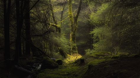 nature, dark, forest, moss, deep forest, trees HD Wallpaper