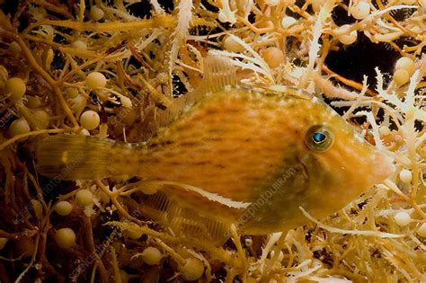 Sargassum Filefish - Stock Image - C017/5388 - Science Photo Library