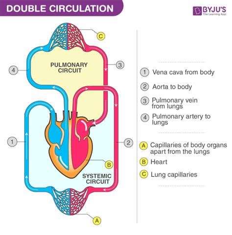 Double Circulation - Blood Circulation in Humans - BYJU'S