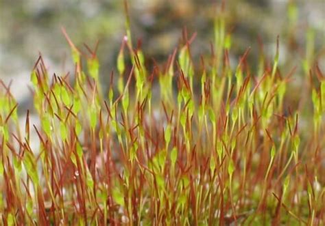 Sporophyte - Definition, Function and Examples | Biology Dictionary