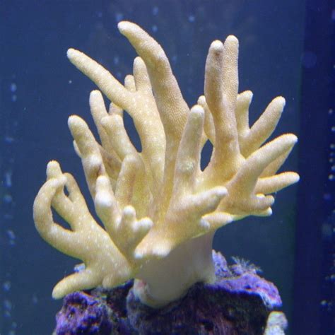 Finger leather coral | Soft corals, Reef tank, Sea life