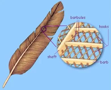 Bird - BIOLOGY JUNCTION