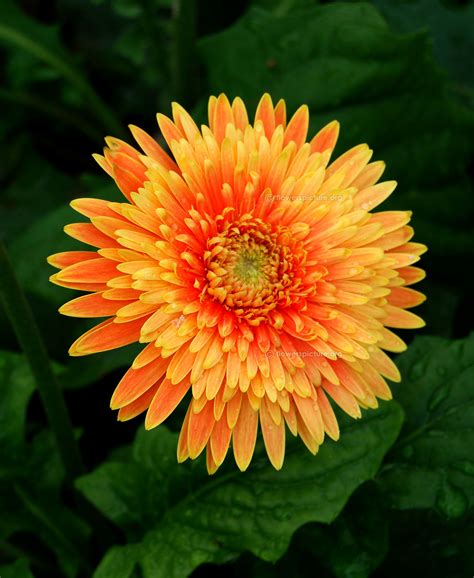 Gerbera daisy varieties