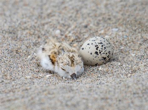 Piping Plover Nesting (Location, Eggs + Behavior) | Birdfact