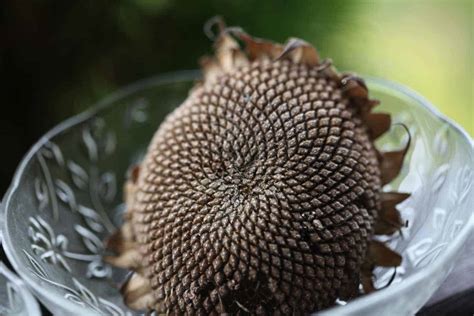 How To Harvest Sunflower Seeds - Collection And Storage - Farmhouse & Blooms