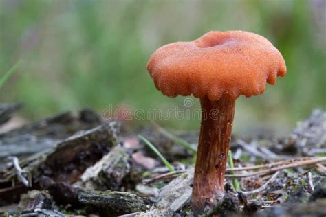 Red mushroom stock photo. Image of wood, small, plants - 21054290