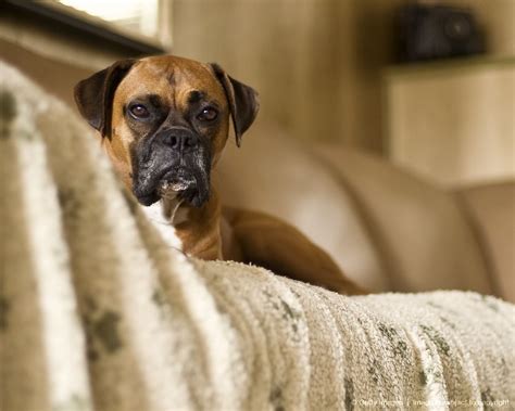 Fawn boxer dog | Boxer dogs, Boxer and baby, Boxer mom