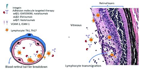 A schematic figure illustrating how adhesion molecules are involved in... | Download Scientific ...