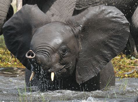 Young elephant playing in the water | Baby elephants playing, Cute baby ...