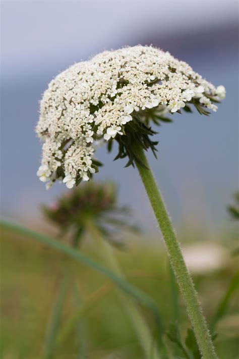 A simple guide to the wildflowers of Britain - Country Life