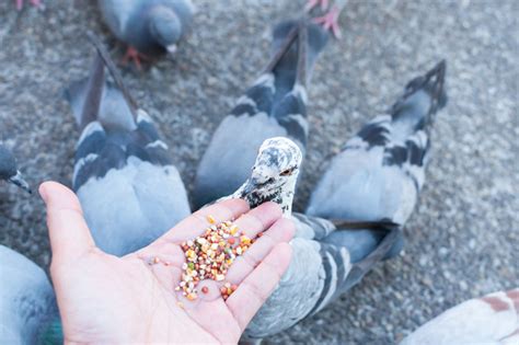 The Best Pigeon Food: The Optimum Diet For Your Pigeons - NE Pigeon ...