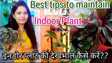 How to Care Indoor Plants | Indoor Plants Care & Tips | Tips To ...