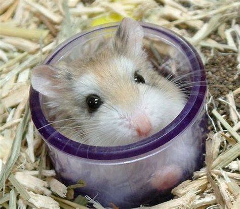 How to Change a Hamster's Sleep Cycle | Cuteness