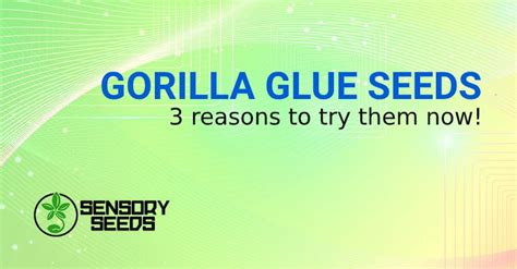 Gorilla Glue cannabis seeds | SensorySeeds