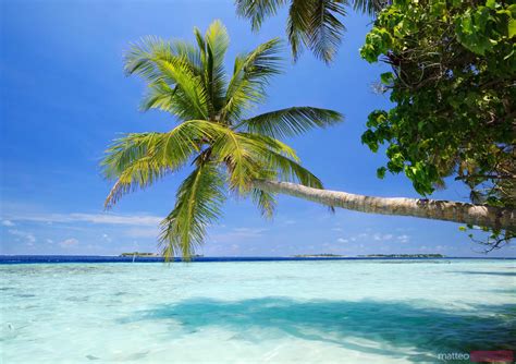 Matteo Colombo Travel Photography | Palm tree leaning over water Maldives | Stock photo for ...