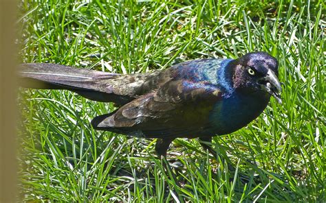 Common Grackle - FeederWatch