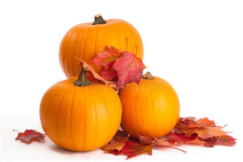 Pumpkins with Fall Leaves stock photo. Image of ready - 11014922