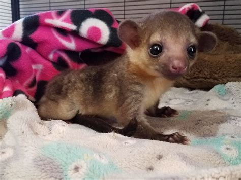 Kinkajous For Sale | Janda Exotics Animal Ranch | United States