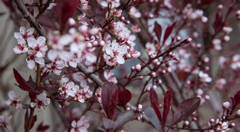 What Gardening Enthusiasts Must Know About Purple Leaf Plum Trees ...