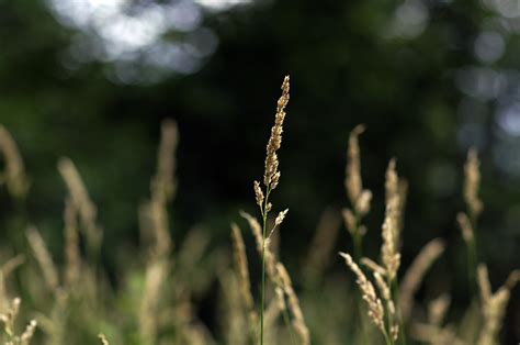 Shiny grass by RukarioNakamura on DeviantArt