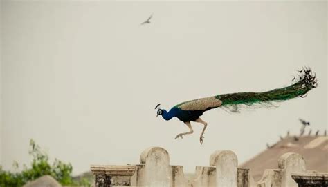 Peacocks Flying Are Amazing - All You Need To Know