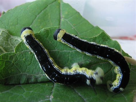 Tree Notes: Catalpa (catawba) "worms"