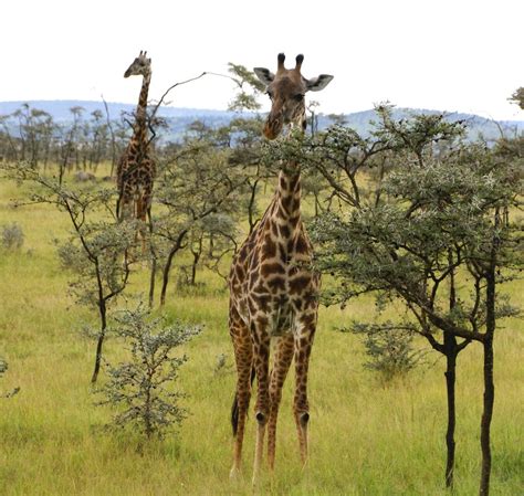 giraffes in Serengeti in the evening 2 Free Photo Download | FreeImages