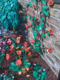 James May plasticine garden photographed