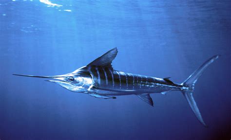 Wild Oceans Builds Striped Marlin Coalition - Wild Oceans