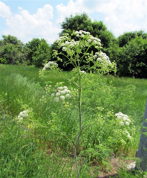 POISON HEMLOCK: (Conium maculatum). Photographed May 30, 2018 in Vanport Borough, Beaver County ...