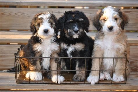 Bernedoodle Colors – Tricolor, Black, White, Brown, etc.