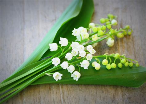 N'oubliez pas d'offrir du muguet pour le 1er mai. Mais au fait, pourquoi