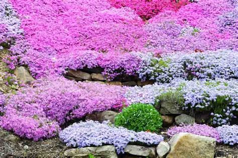 Great Companion Plants for your Creeping Phlox