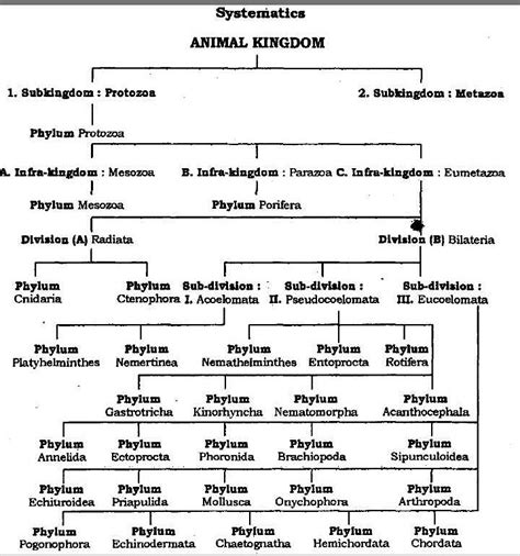 Animal Kingdom Classification Chart Manufacturer Supp - vrogue.co