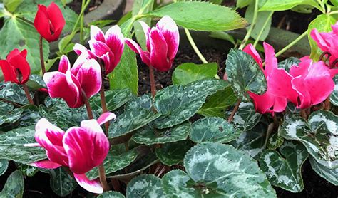 Tips for outdoor cyclamen care - 15 minutes of green