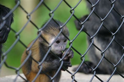 Photo: IMG 4432 Sad caged monkey