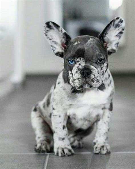 Obsessed with this French Bulldogs eyes! French Bulldog Breed, Bulldog Breeds, Blue French ...